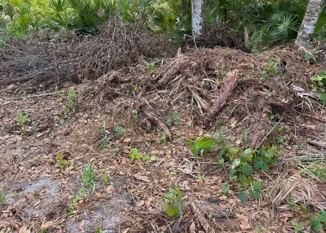 Overgrown lot before clearing