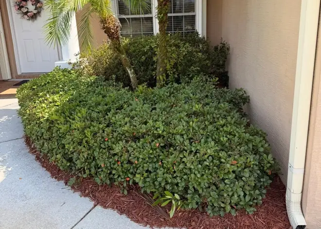 Overgrown bushes along the front of the house