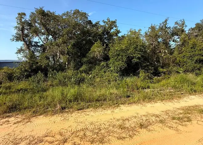 Wooded lot before clearing